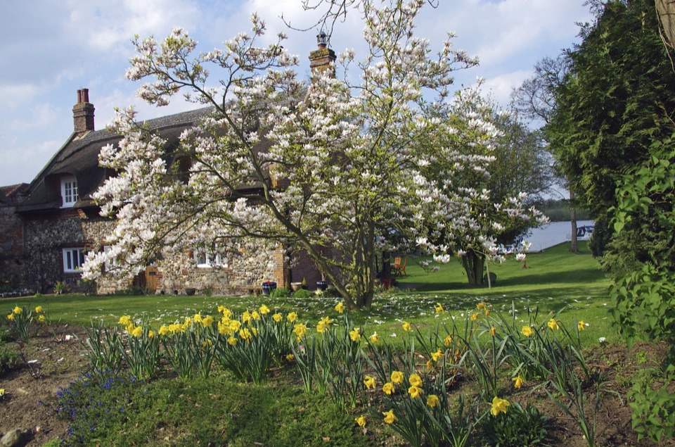 A thatched cottage behind blossom and daffodils beside the water at Ranworth in Norfolk